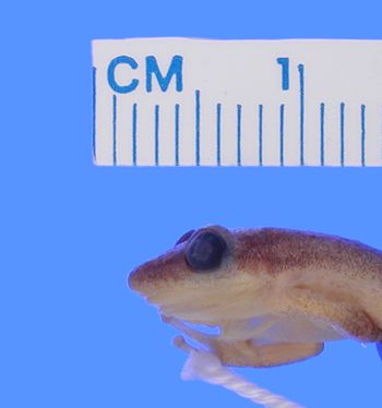 Media type: image; Herpetology A-64371
